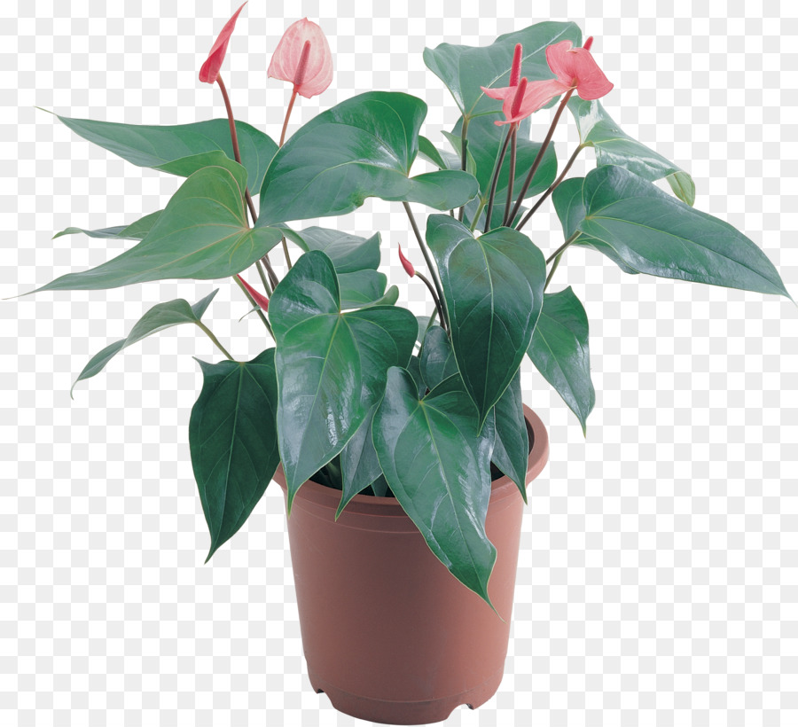 Flor，Planta De Interior PNG