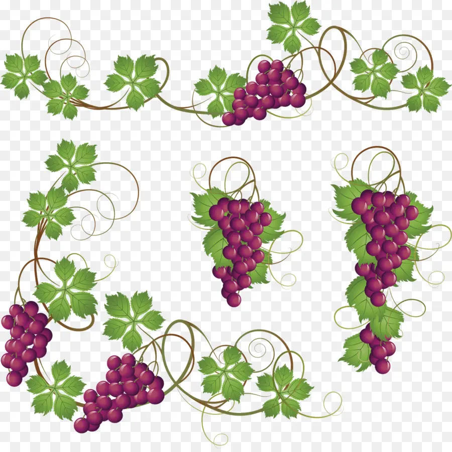 Uvas，Enredadera PNG