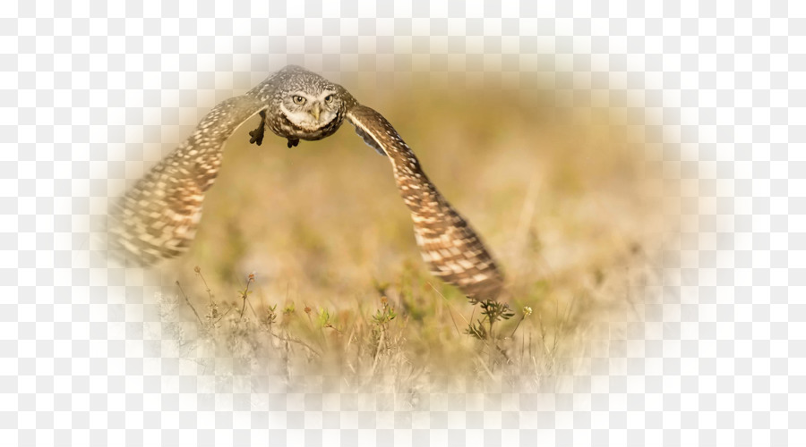 Cheetah，Fondo De Escritorio PNG