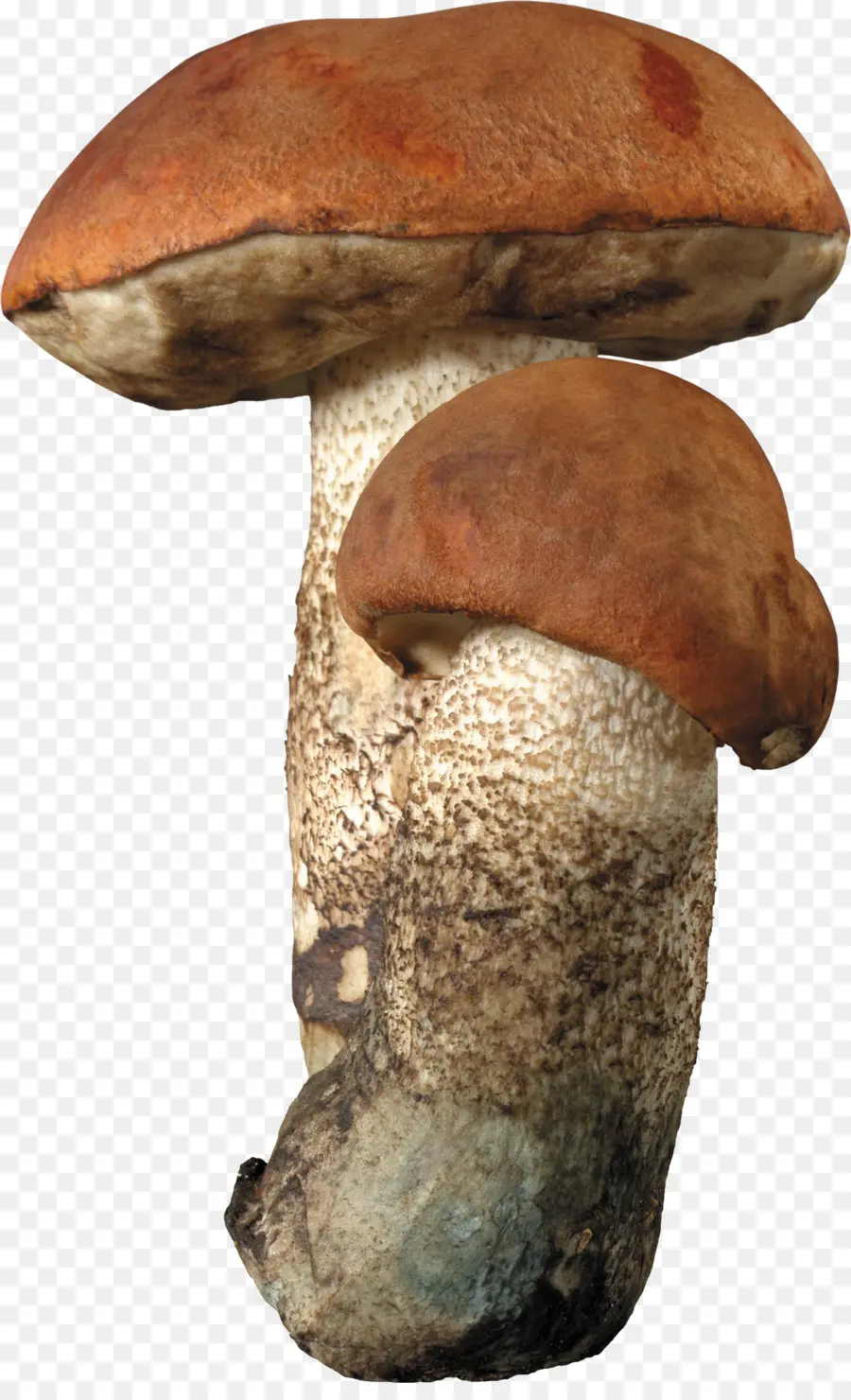 Seta，Brown Tapa De Boletus PNG