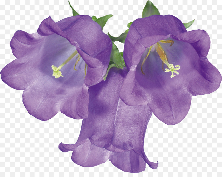 Bellflowers，Bell PNG