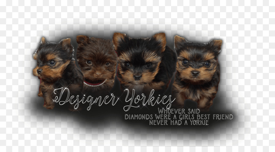 Yorkshire Terrier，Raza De Perro PNG