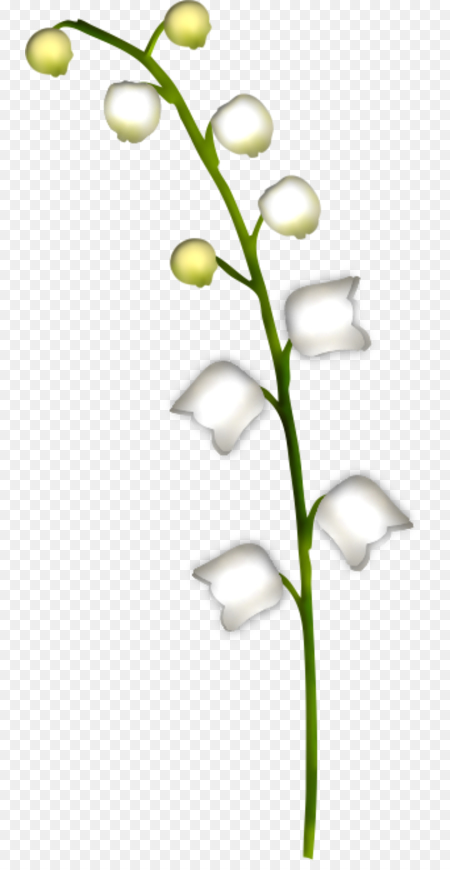 Lirio De Los Valles，Flor PNG