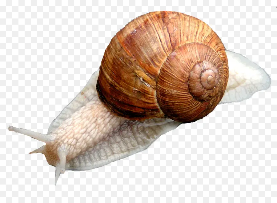 Caracol，Molusco PNG