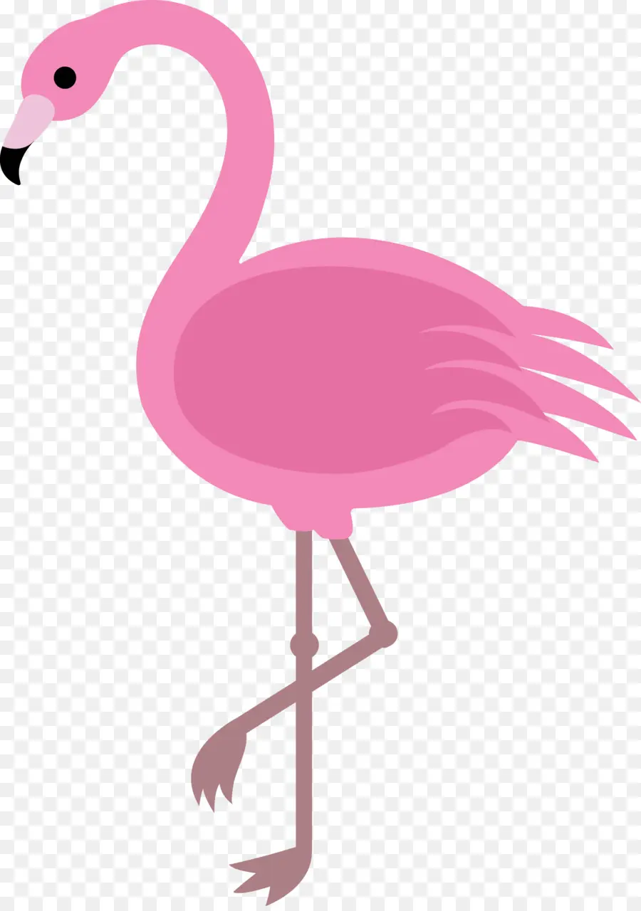 Flamingo，Dibujo PNG