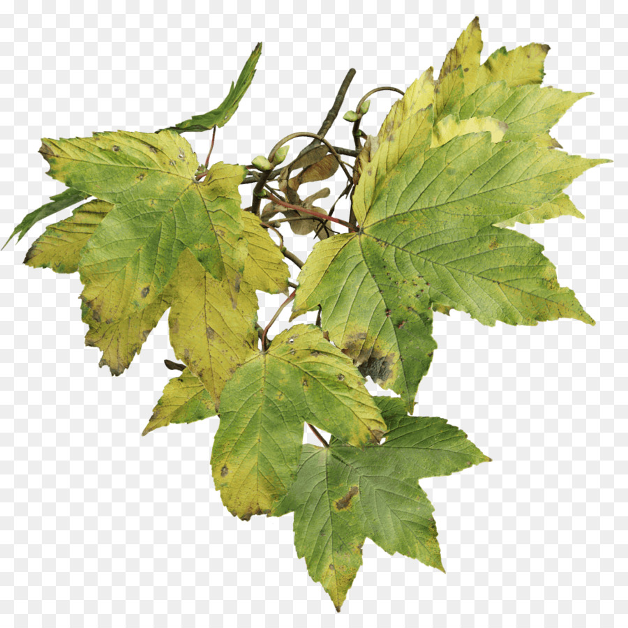 Sycamore Maple，árbol PNG