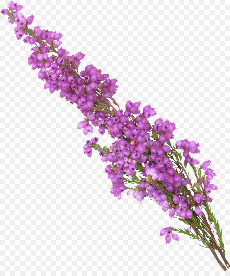 Flores De Lavanda，Florecer PNG