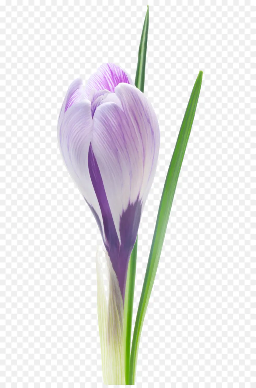 Crocus，Iridaceae PNG