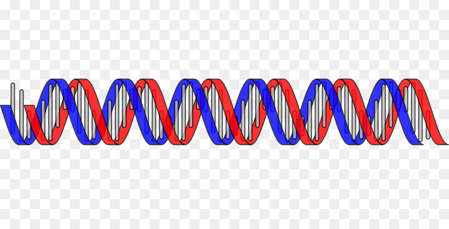 Hélice De Adn，Genética PNG