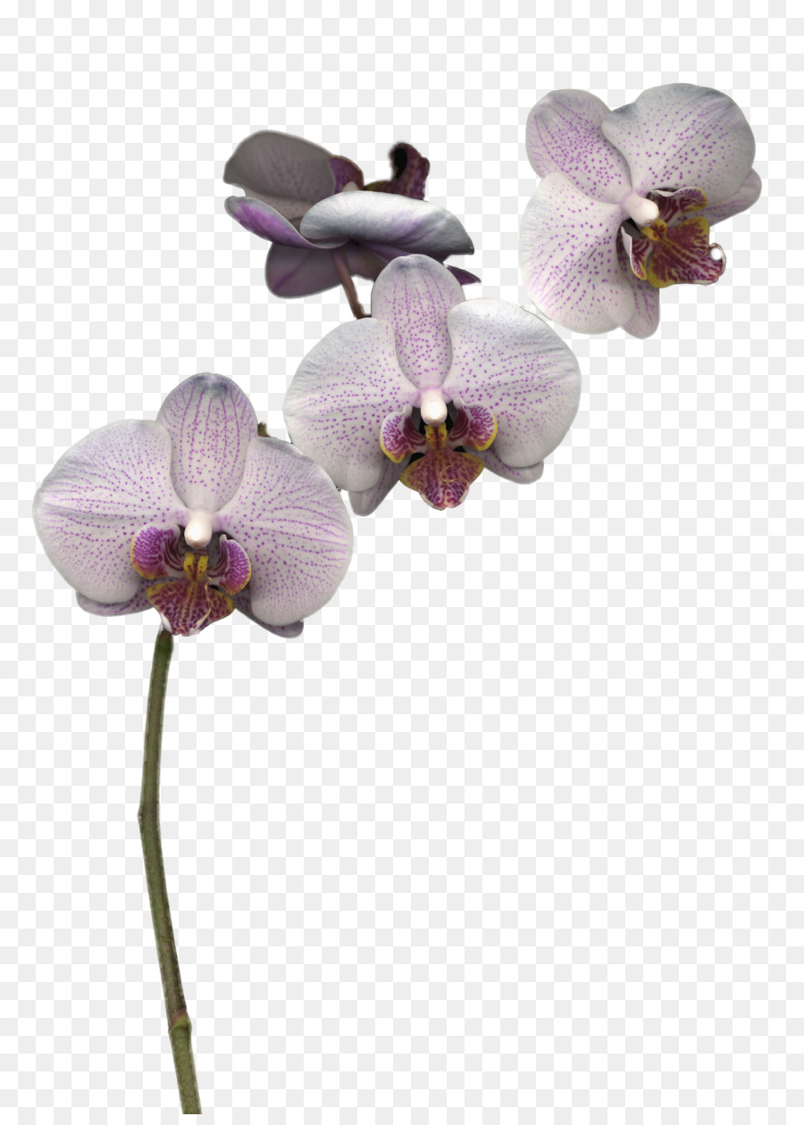 Orquídea En Florero，Flor PNG