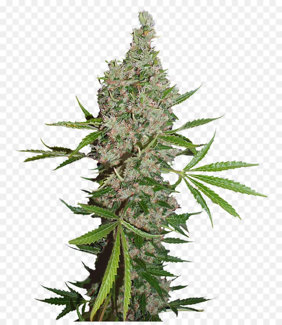 Cogollo De Cannabis，Marijuana PNG