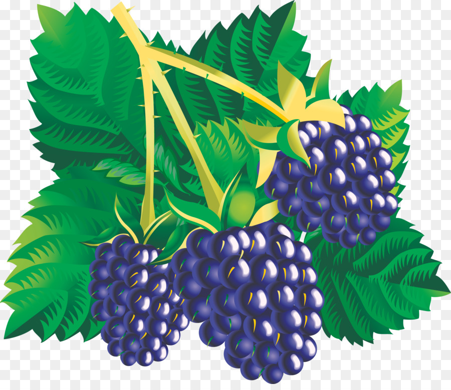 Blackberry，La Fruta PNG