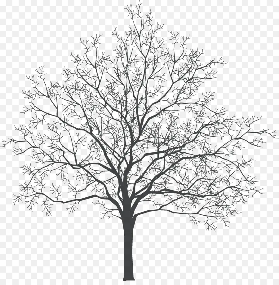 árbol，Servicios De Diseño Interior PNG