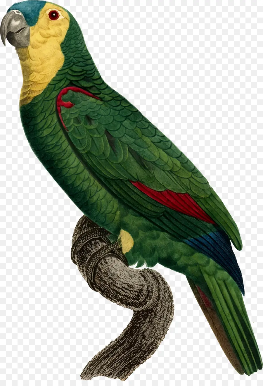 Loro Colorido，Rama PNG