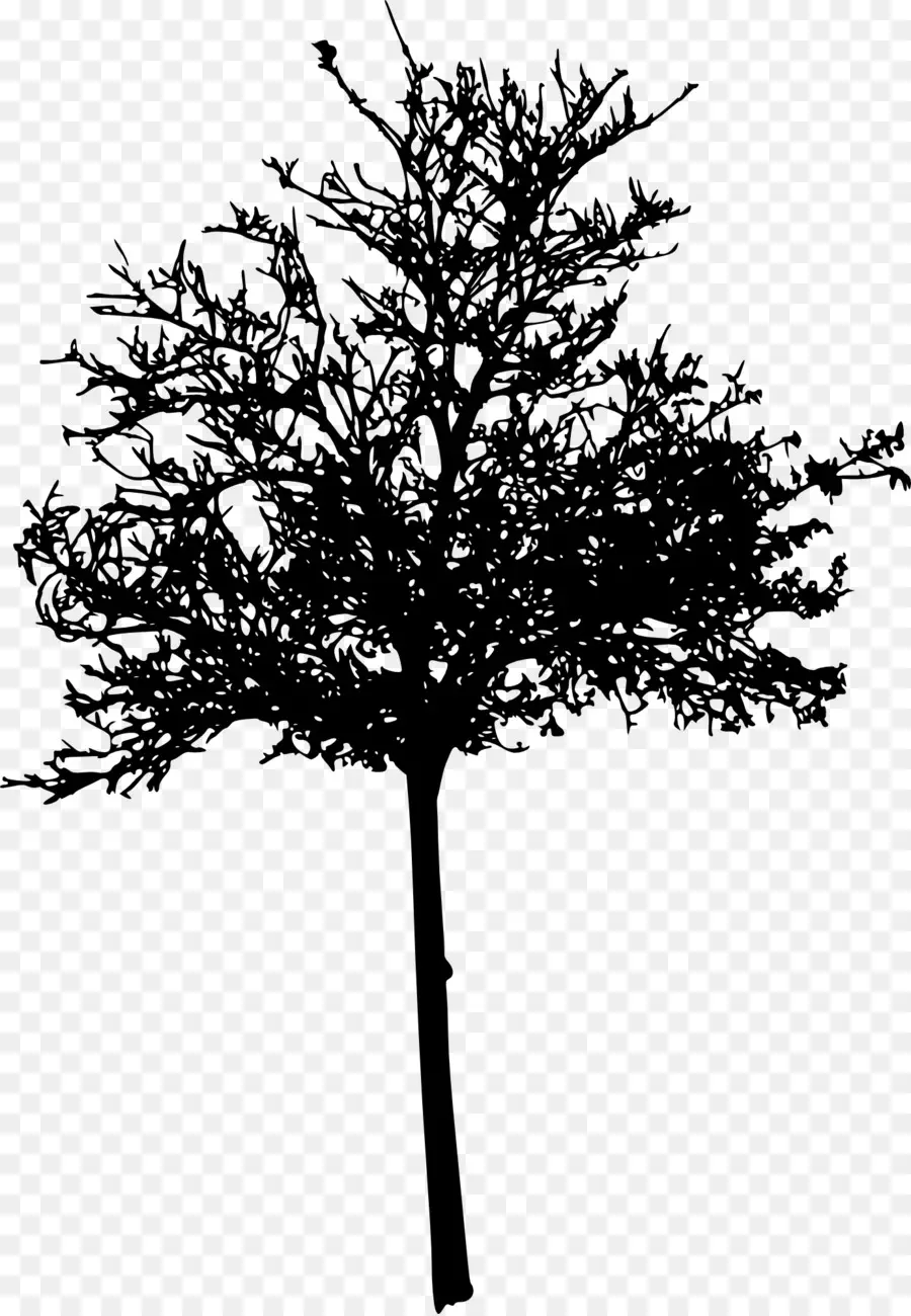 Silueta De Arbol，Negro PNG