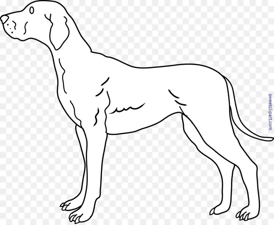 Cachorro，Basset Hound PNG