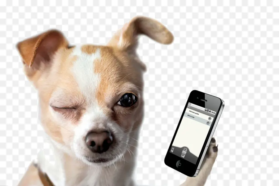 Chihuahua，Cachorro PNG