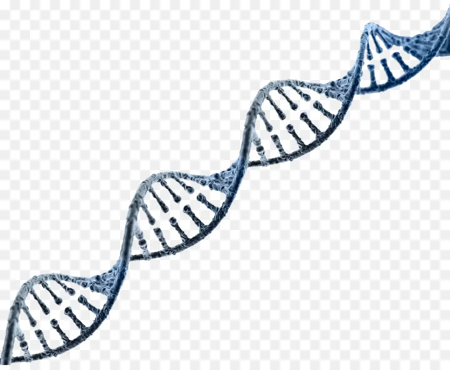 Adn，ácido Nucleico Doble Hélice PNG