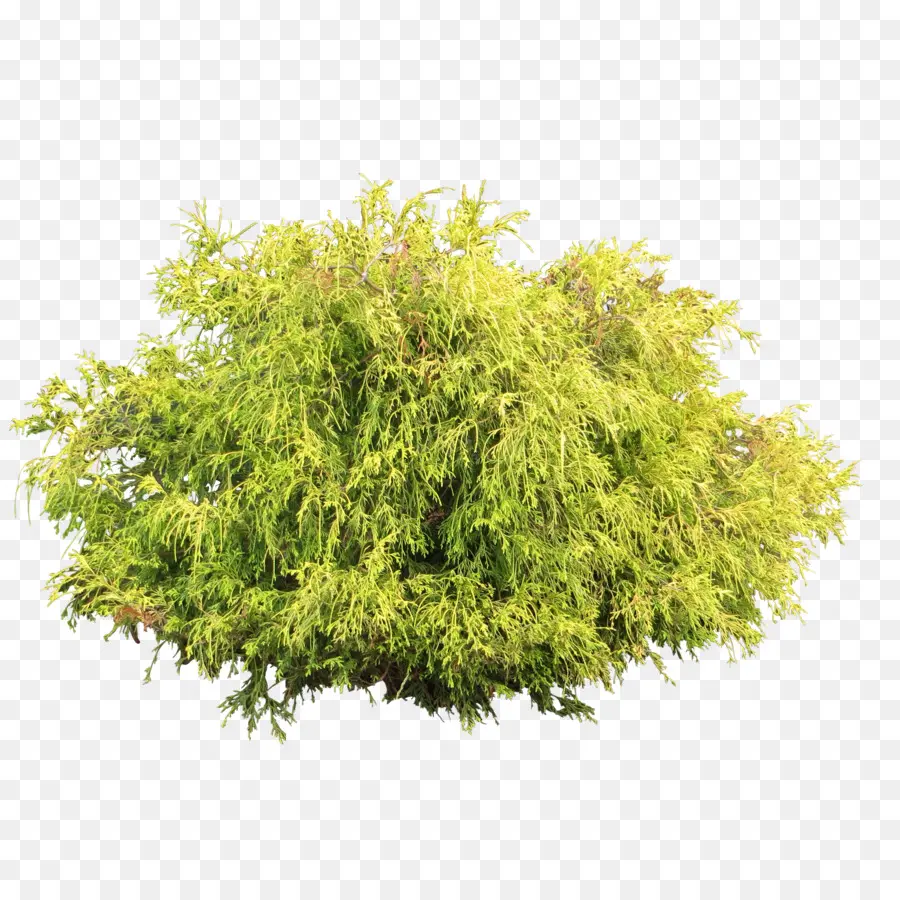 Arbusto Verde，Arbusto PNG