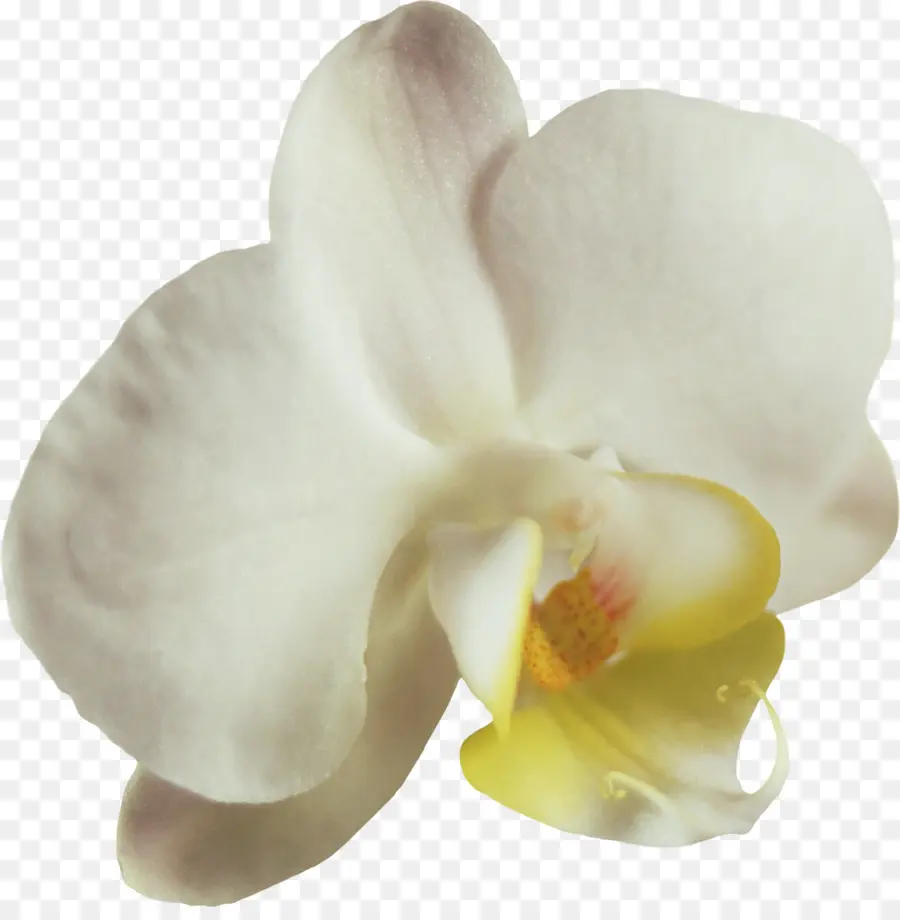 Orquídea，Floración PNG