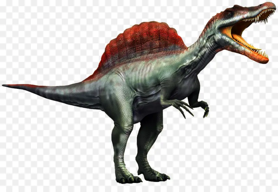 Spinosaurus，Gigantosauro PNG