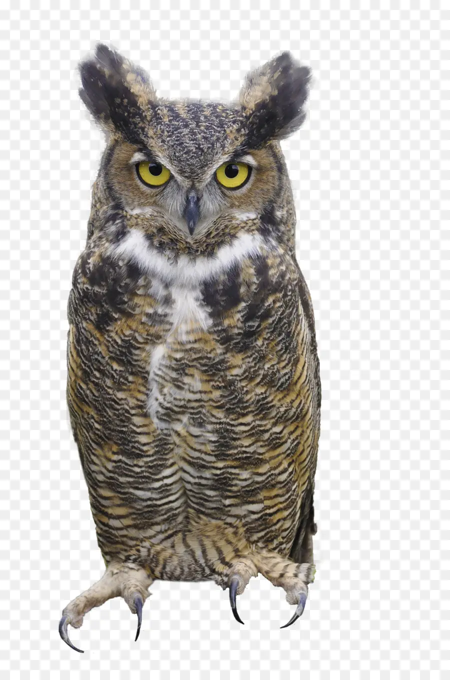 Búho，Eurasia Eagleowl PNG