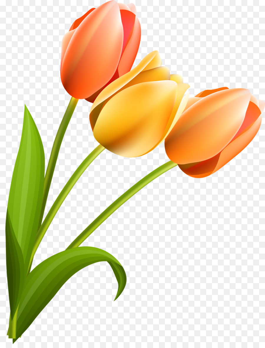 Tulip，Flor PNG