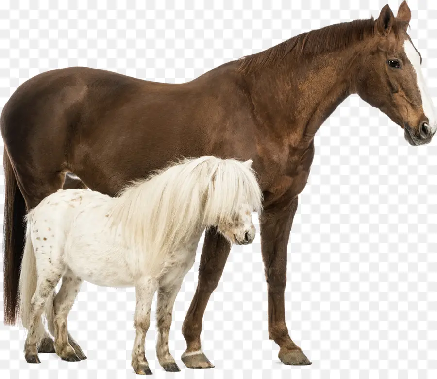 Caballo Y Poni，Equino PNG