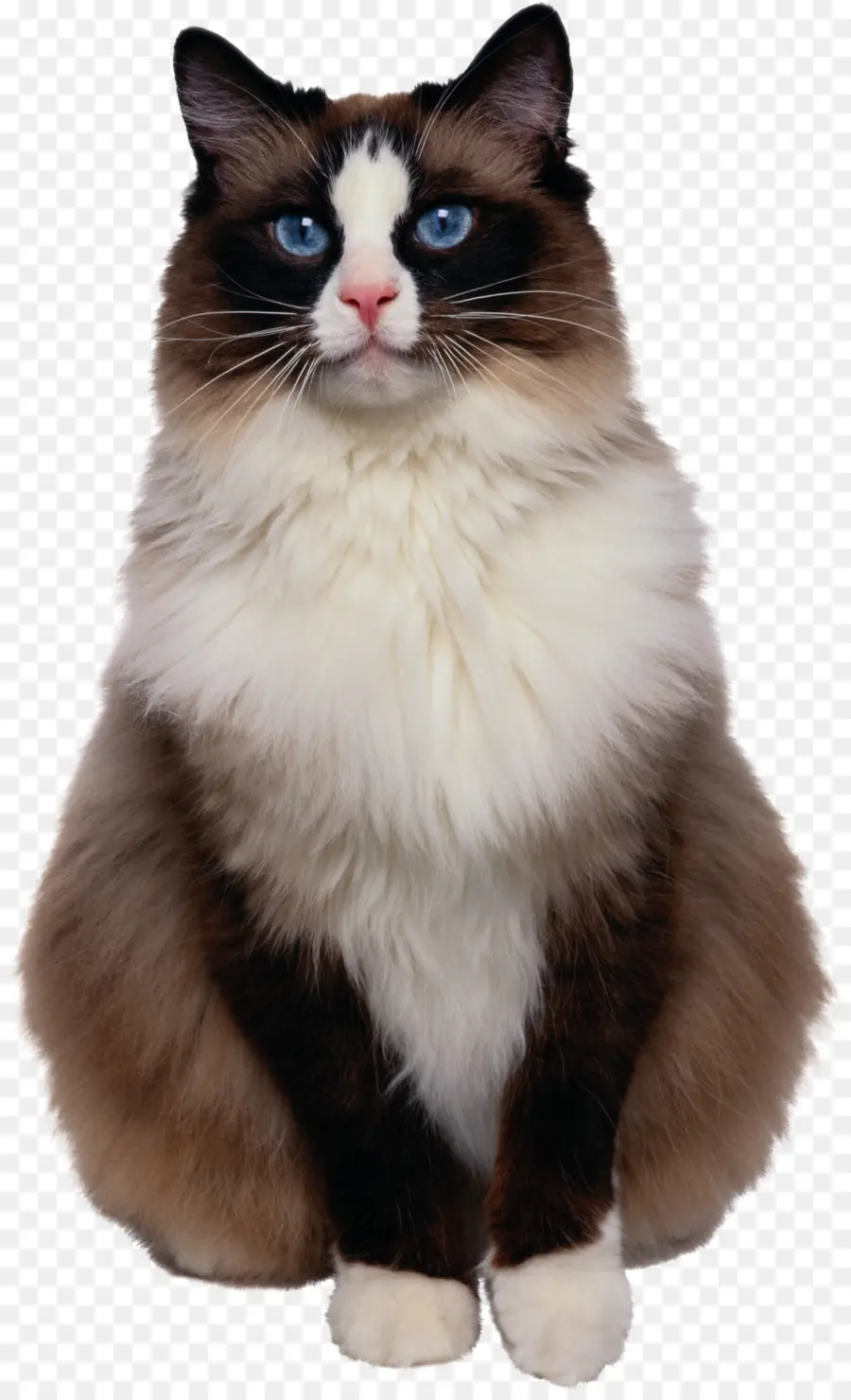 Ragdoll，Gato De Bengala PNG