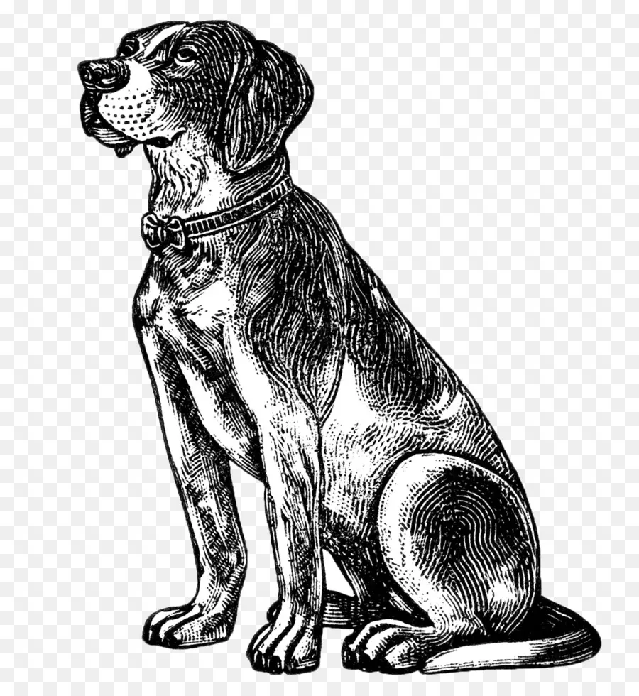 Beagle，Cuidado De Mascotas PNG
