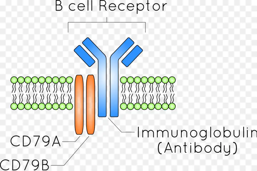 Bcell Receptor，De Células B PNG