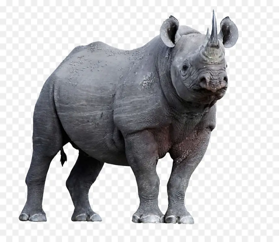 Rhinoceros，Horn PNG