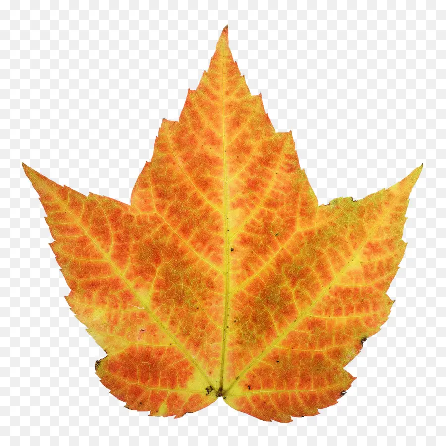 Hoja De Otoño，Caer PNG