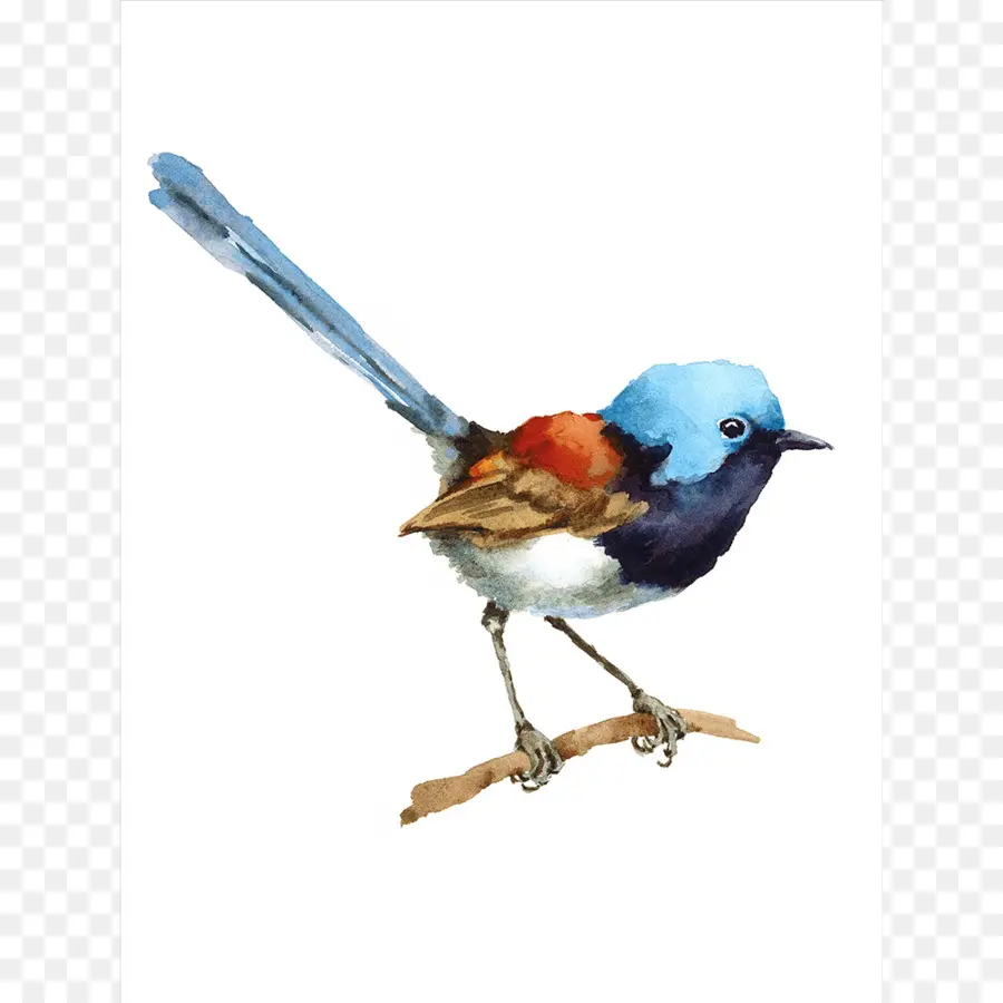 Pájaro Azul，Rama PNG