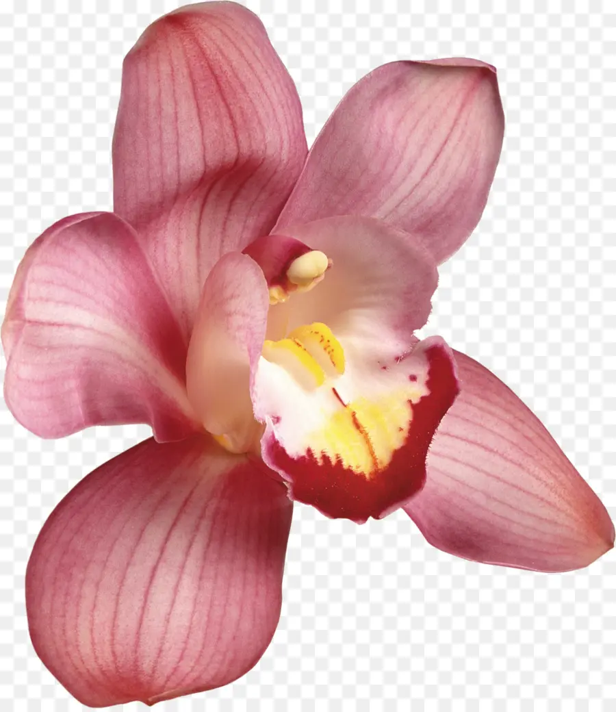 Orquídea，Pétalos PNG