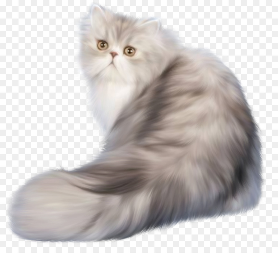 Gato，Gatito PNG