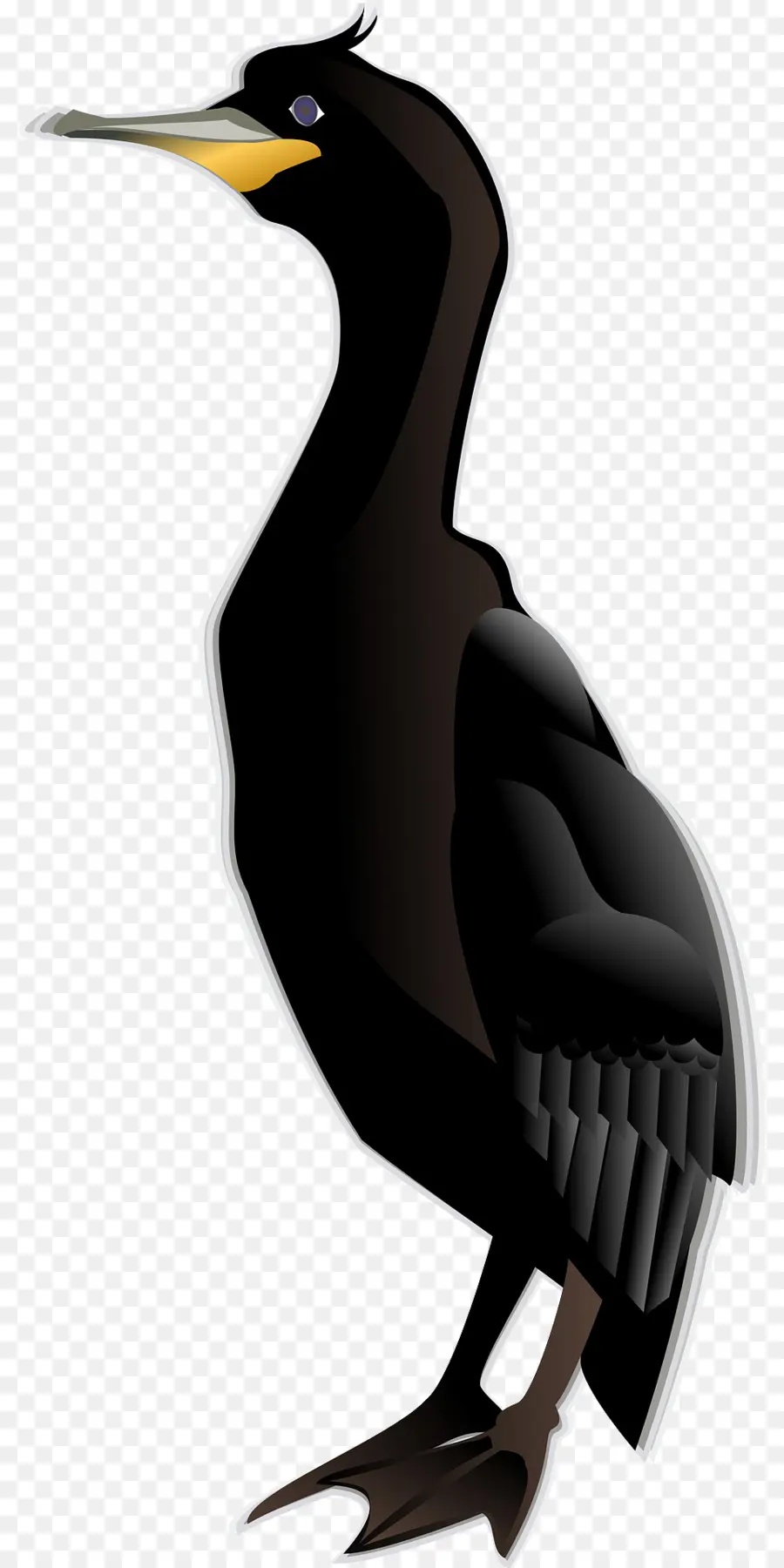 Pájaro Negro，Plumas PNG