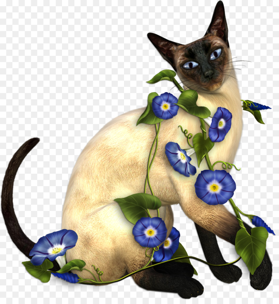 Gato Siamés，Gatito PNG