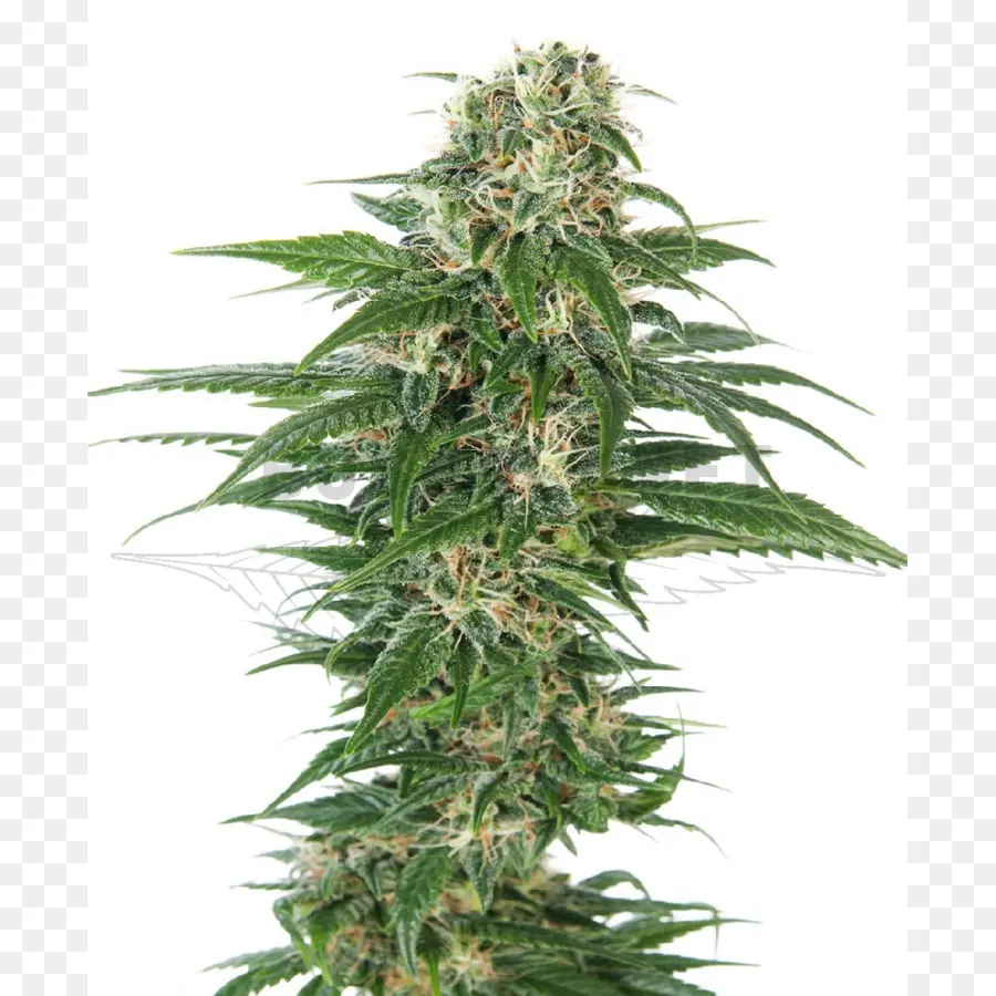 Skunk，De Cannabis Autofloreciente PNG