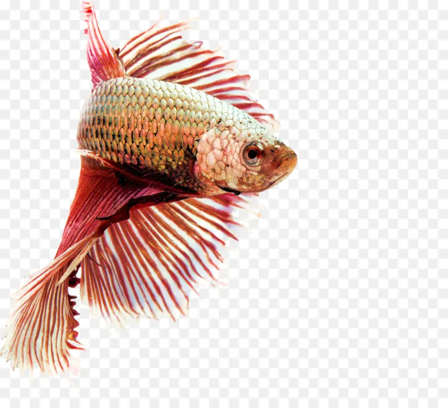 Pez Betta，Acuario PNG