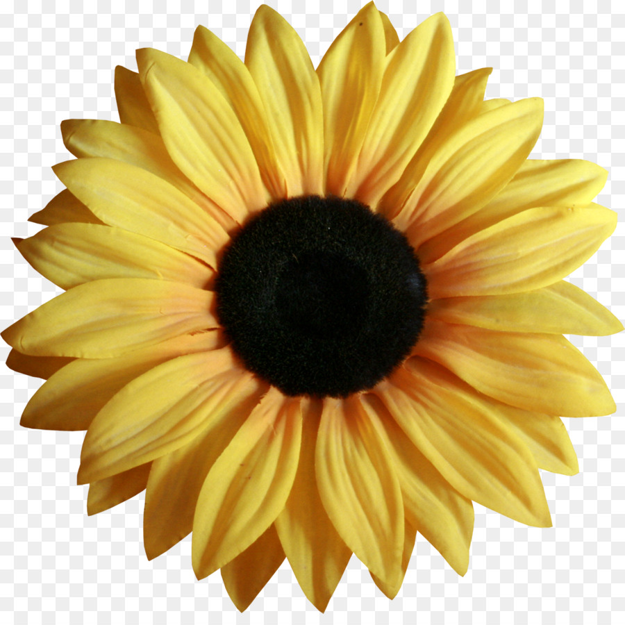 Flor，Amarillo PNG