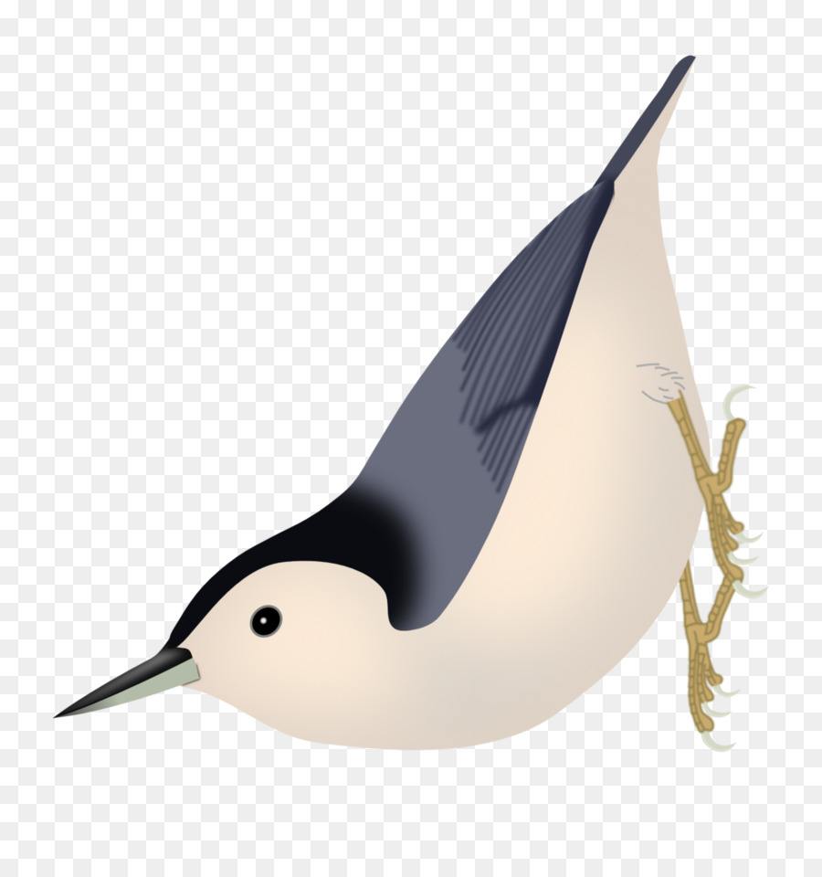 Pájaro，Plumas PNG