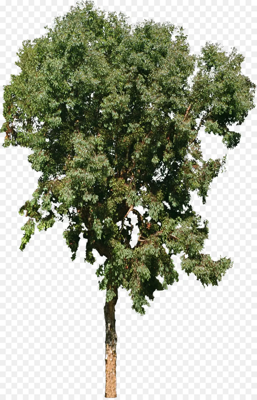 árbol，Una Fotografía De Stock PNG