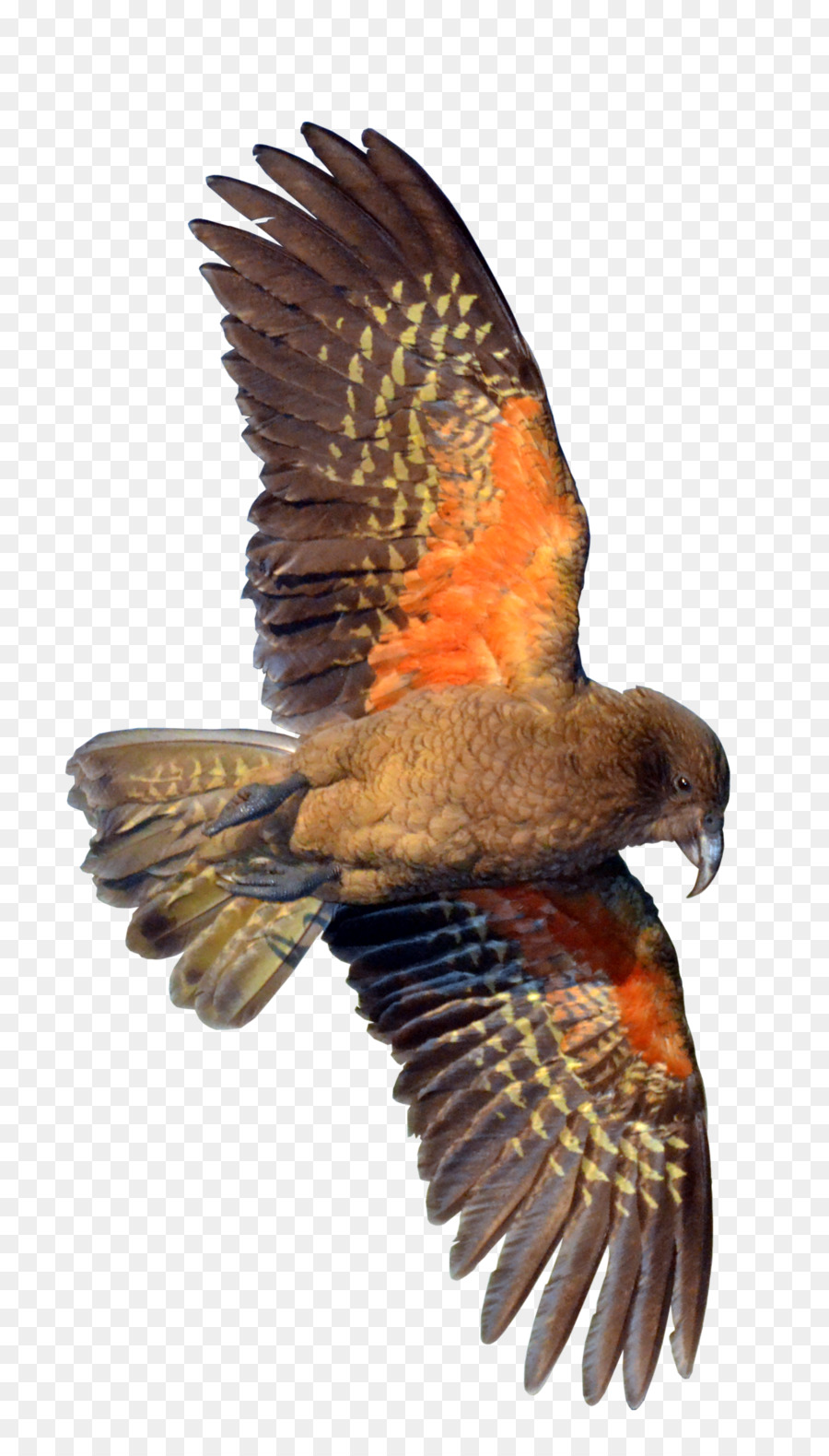 Pájaro，Avión PNG