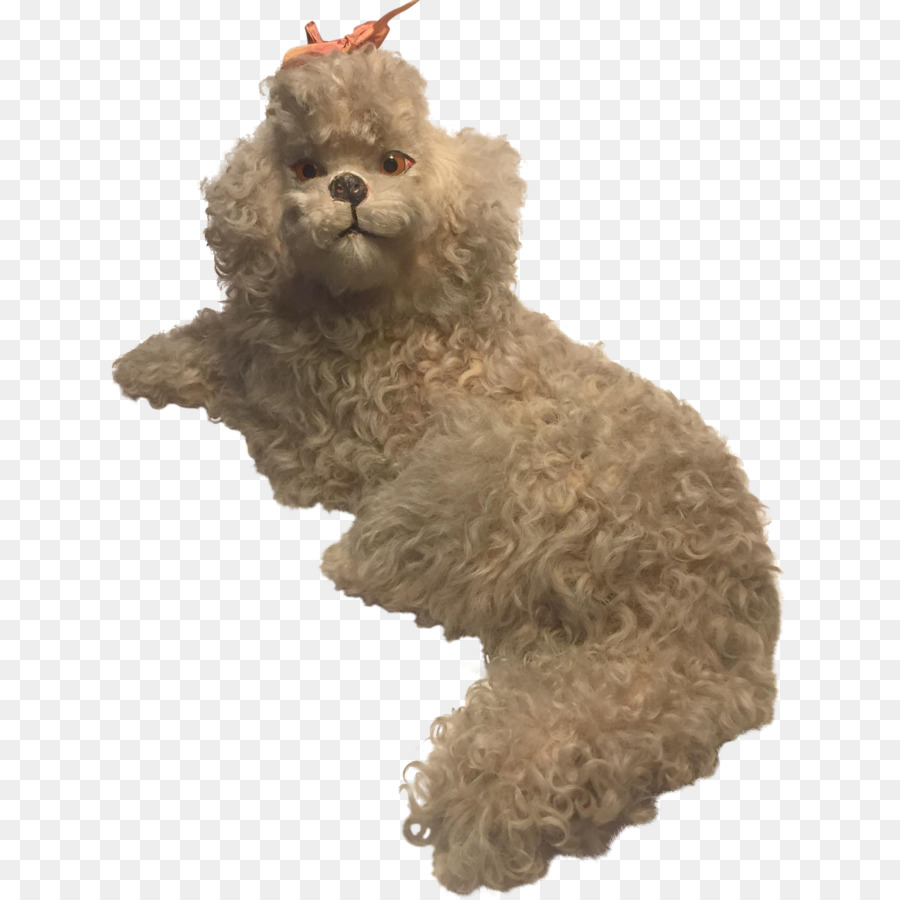 En Miniatura Caniche，Caniche PNG