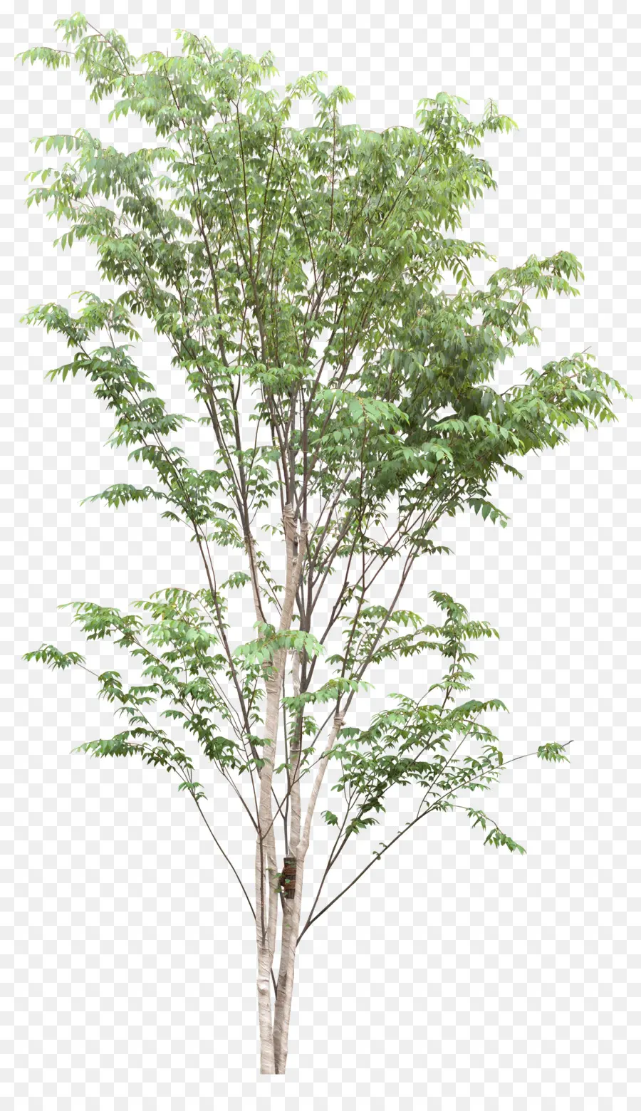 árbol，Planta PNG