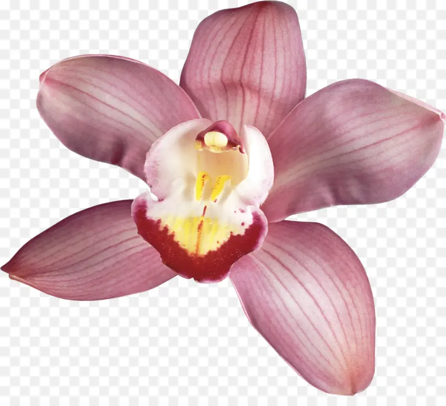 Orquídea，Floración PNG