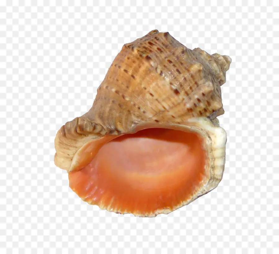 Mar Negro，Veteado Rapa Whelk PNG