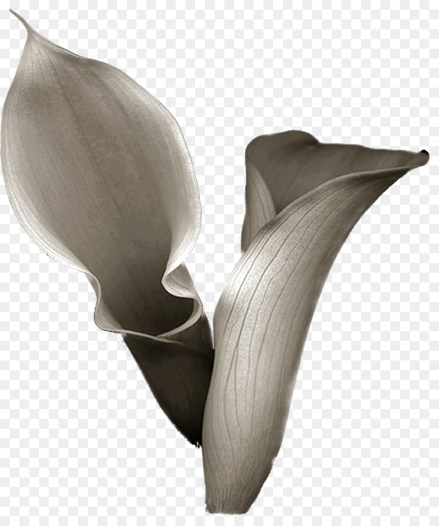 Flor，Arumlily PNG