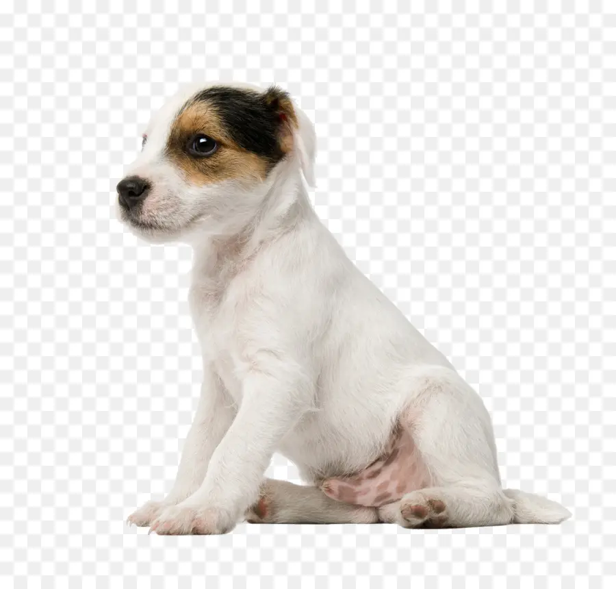 Cachorro，Perro PNG